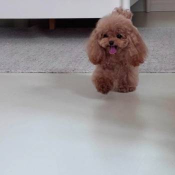 Najmanje pudle, od najlepsih roditelja u Evropi