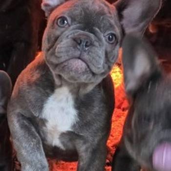 Francuski buldog stenci