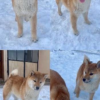 Shiba inu štenci od vrhunskih roditelja