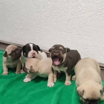 Francuski buldog stenci