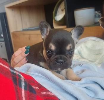 Francuski buldog stenci