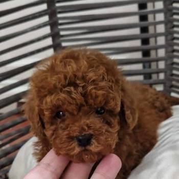 Registrovana odgajivacnica Hopy queen poodle