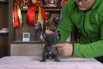 Francuski Buldog, vrhunskog porekla