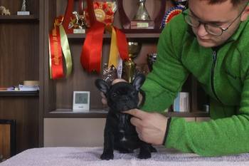 Francuski Buldog, vrhunskog porekla