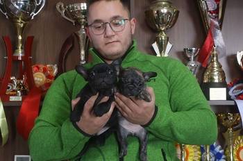 Francuski Buldog, vrhunskog porekla