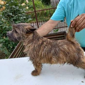 Kern terijer štenci