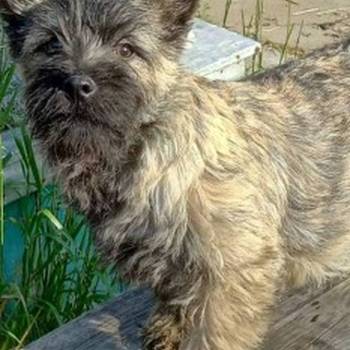 Kern terijer štenci