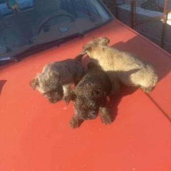 Kern terijer štenci