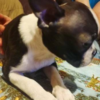 Boston terijer dve devojčice I tri dečaka