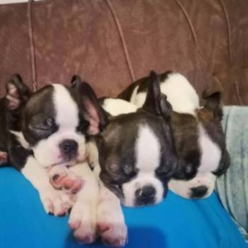 Boston terijer dve devojčice I tri dečaka