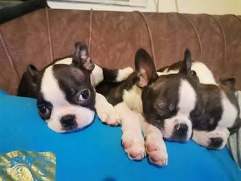 Boston terijer dve devojčice I tri dečaka