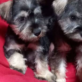 Štenci patuljastog šnaucera