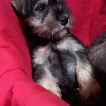 Štenci patuljastog šnaucera