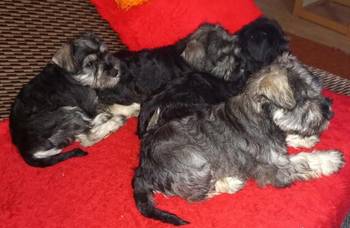 Štenci patuljastog šnaucera