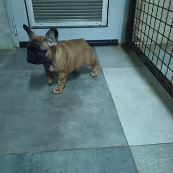 Francuski buldog, štenci