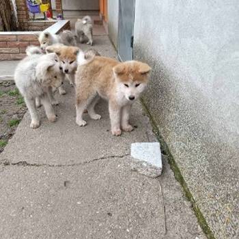 Japanska Akita štenci