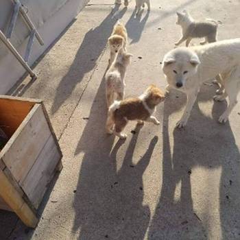 Japanska Akita štenci