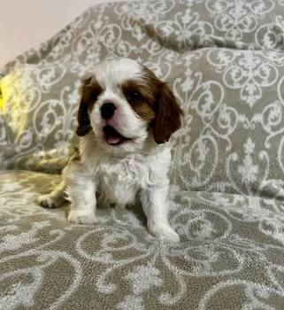 Kavalijer španijel kralja Čarlsa