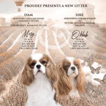 Kavalijer španijel kralja Čarlsa