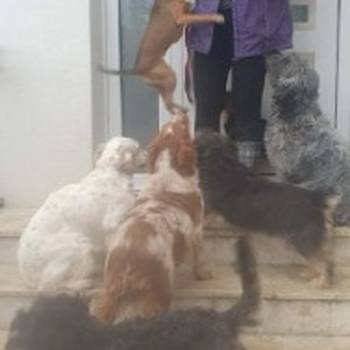 Potreban radnik u prihvatilištu za životinje