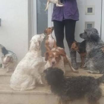 Potreban radnik u prihvatilištu za životinje