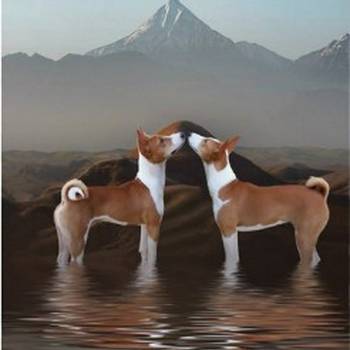 Basenji (Basendži) štenci crveno-beli i trobojni