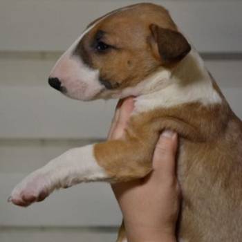 Bulterijer vrhunski štenci