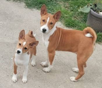 Basenji štenci