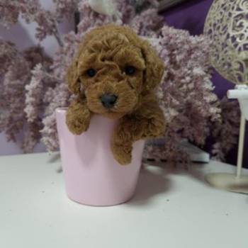 Toy pudle maleni mečići spremni za preuzimanje