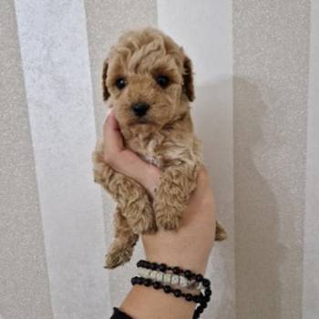 Toy pudle maleni mečići spremni za preuzimanje