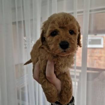 Toy pudle maleni mečići spremni za preuzimanje