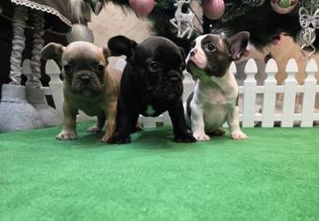 Francuski buldog štenci