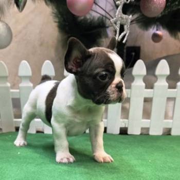 Francuski buldog štenci