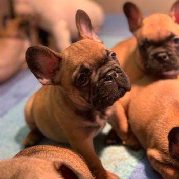 Francuski buldog "Od kuce don"