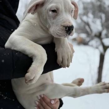 Dogo Argentino. zensko stene