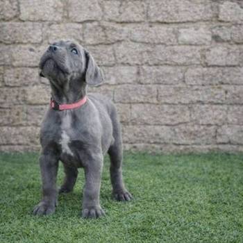 Cane Corso štenci