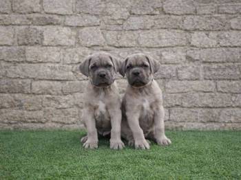 Cane Corso štenci