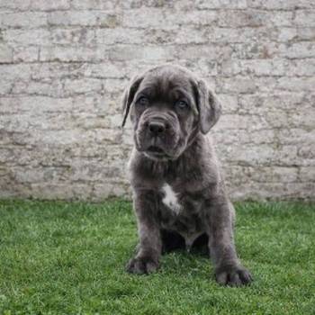 Cane Corso štenci