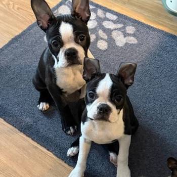 Boston terijer stenci