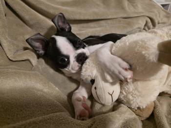 Boston terijer stenci