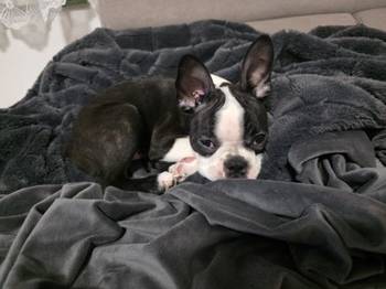 Boston terijer stenci