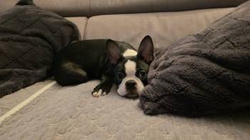 Boston terijer stenci