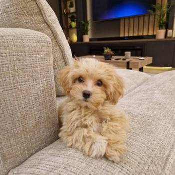 Maltipoo vrhunske genetike