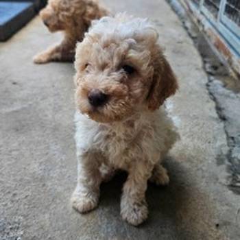 Lagotto Romagnolo, dostupni štenci