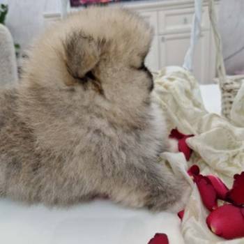 Pomeranci boo pravi medvedici