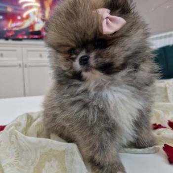 Pomeranci boo pravi medvedici