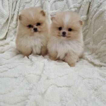 Pomeranci boo pravi medvedici