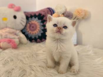 Skotski fold i straight mace