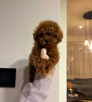 Najmanje pudle, od najlepsih roditelja u Evropi