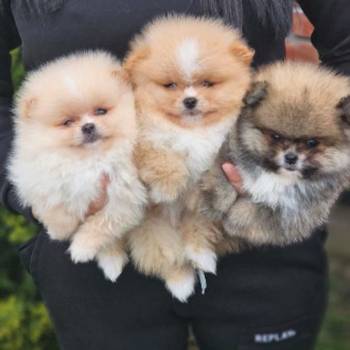 Najlepsi Pomeranci Boo